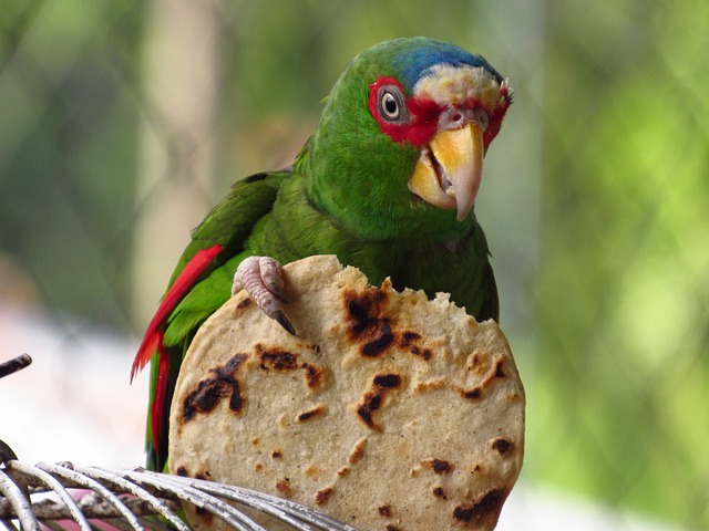 Tortilla Chips